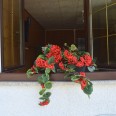 Bilocale Pian Terra Con Pineta